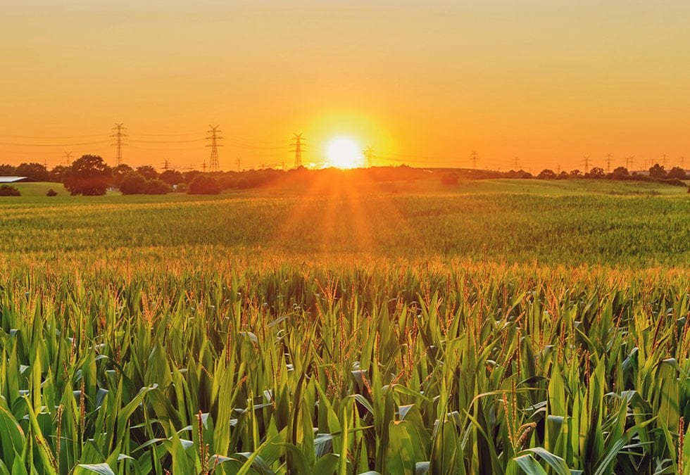 Bewässerung Landwirtschaft