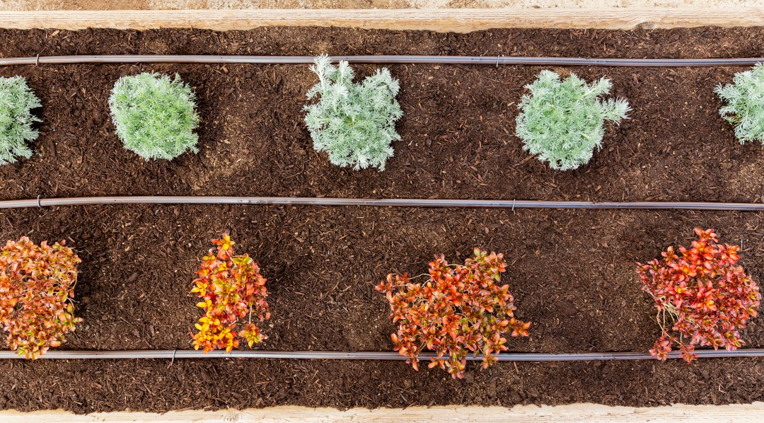 Tröpfchenbewässerung im Überblick